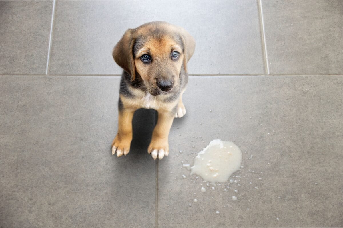 cachorro vomito espuma branca