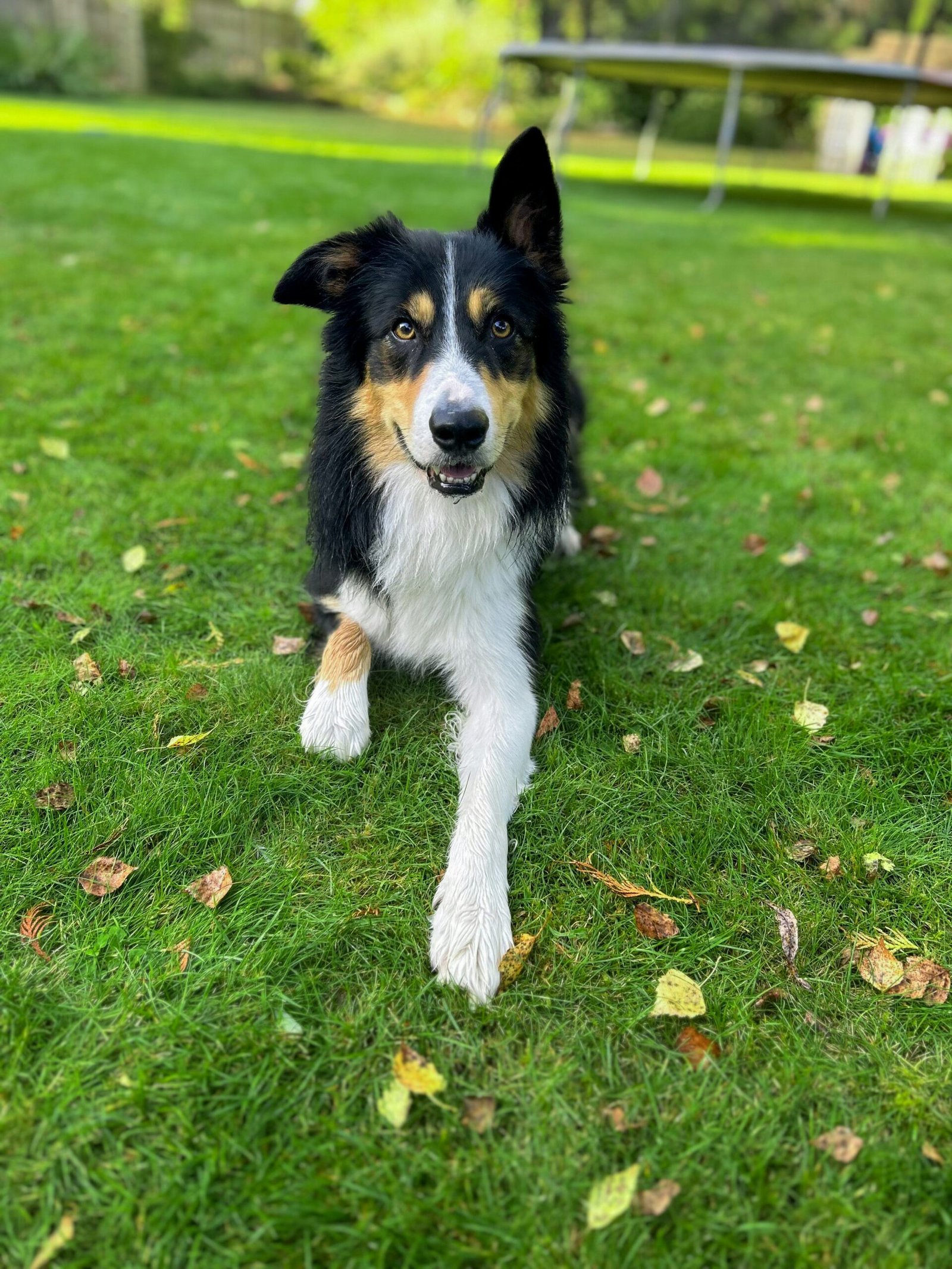 a black and white dog is sitting in the grass